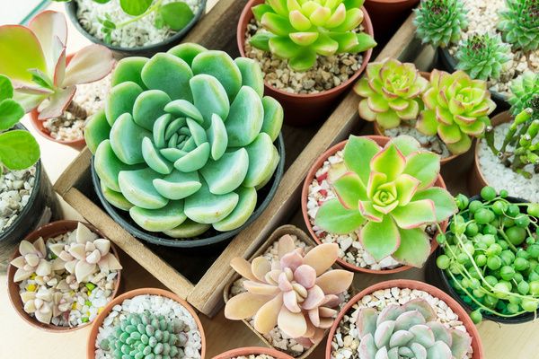 Different kinds of cacti to be used in a terrarium workshop