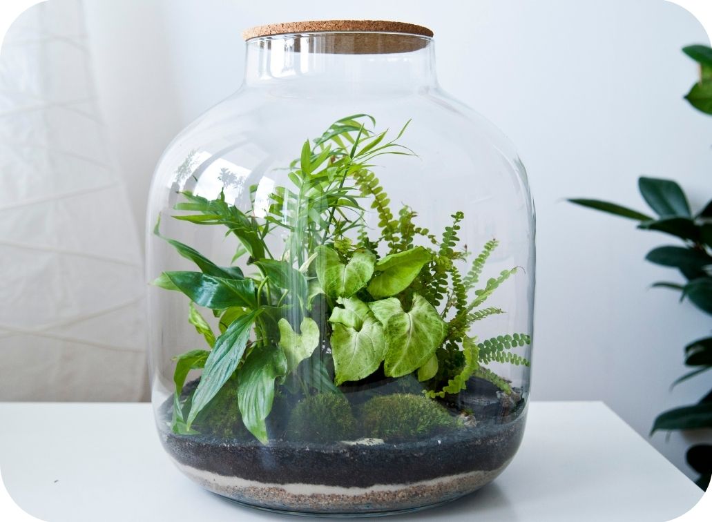 terrarium plant in glass jar